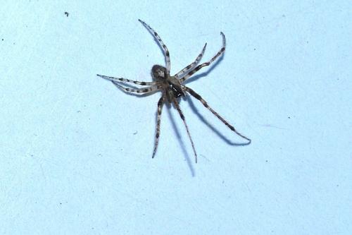 Zygiella x-notata
