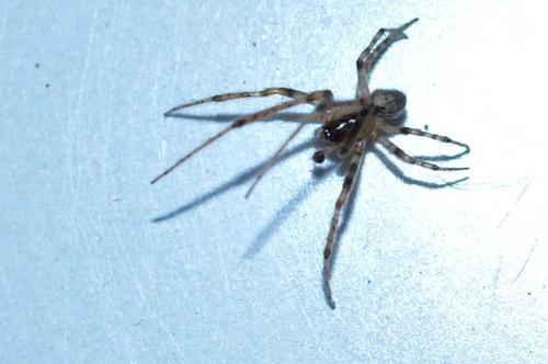 Zygiella x-notata
