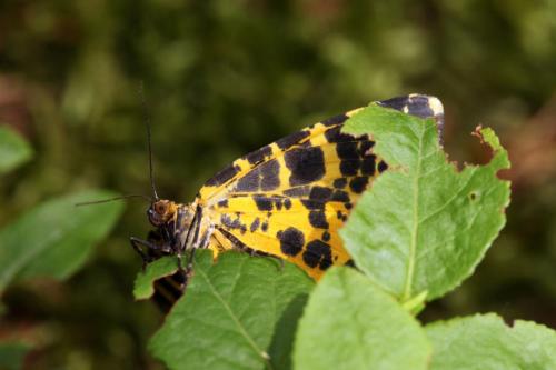 Arichanna melanaria