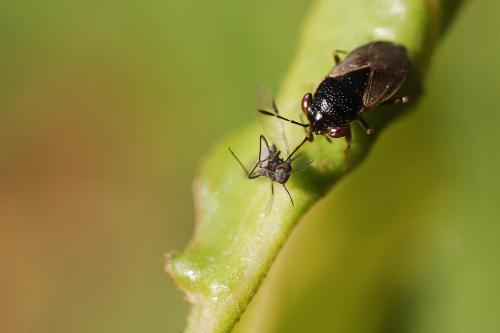 Réf. 64 612 : Geocoris sp.