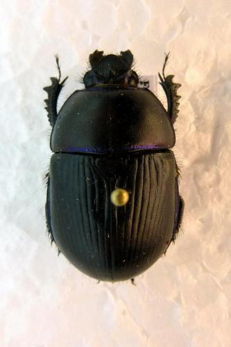 Réf. 64 199 : Geotrupes spiniger