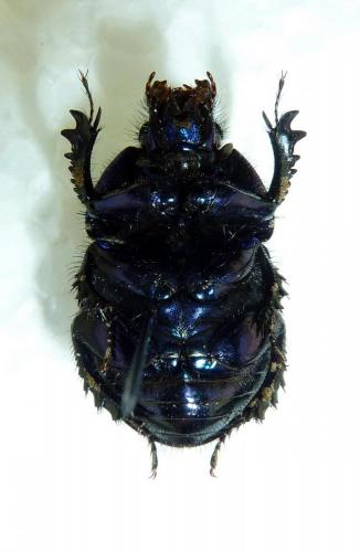 Geotrupes spiniger