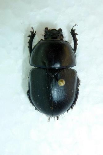 Réf. 64 201 : Sericotrupes niger