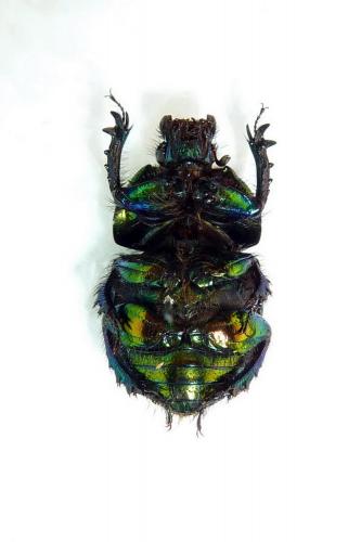 Réf. 64 202 : Sericotrupes niger