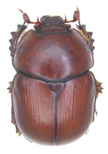 Réf. 64 678 : Eubolbitus radoszkowskii