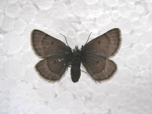 Glacies coracina