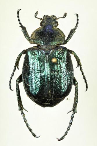 Gnorimus nobilis