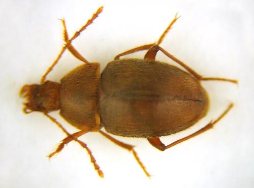 Speodiaetus galloprovincialis