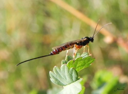 Scambus calobatus
