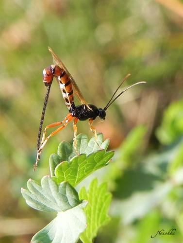 Réf. 64 970 : Scambus calobatus
