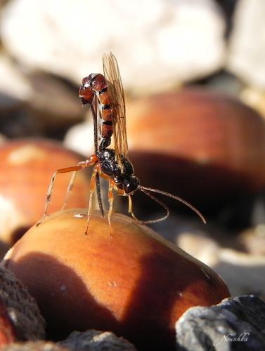 Scambus calobatus