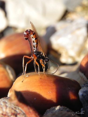 Scambus calobatus