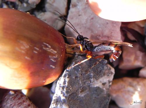 Scambus calobatus