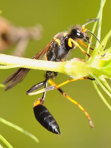 Réf. 64 690 : Sceliphron caementarium