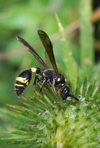 Discoelius dufourii