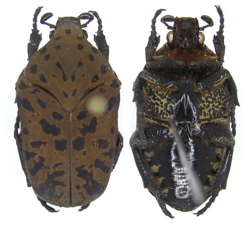 Réf. 64 186 : Gymnetosoma pantherina