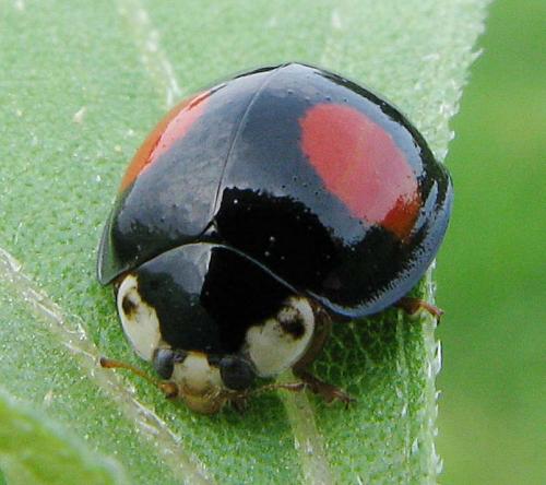 Harmonia axyridis