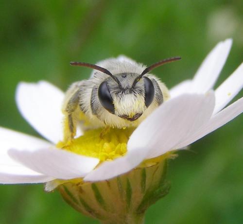Andrena boyerella