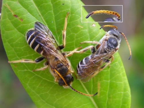 Halictus quadricinctus