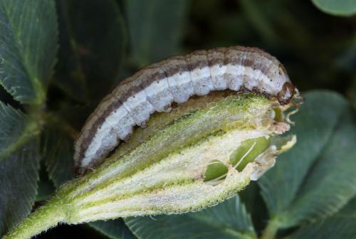 Hadena sp.