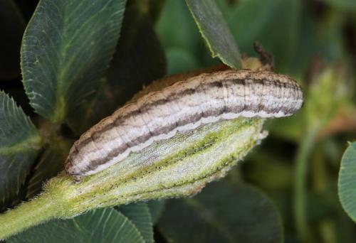 Réf. 64 172 : Hadena sp.