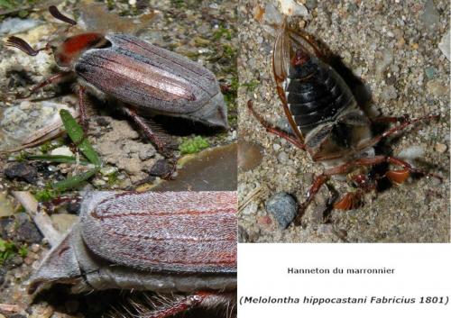 Melolontha hippocastani