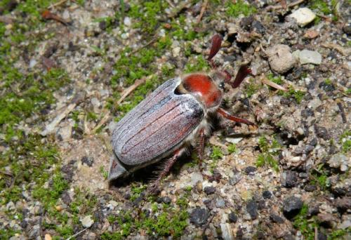 Melolontha hippocastani