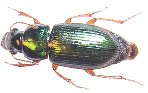 Harpalus sp.