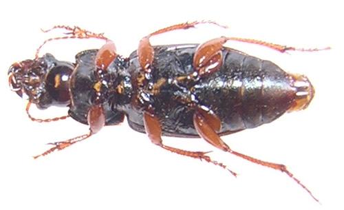 Harpalus sp.