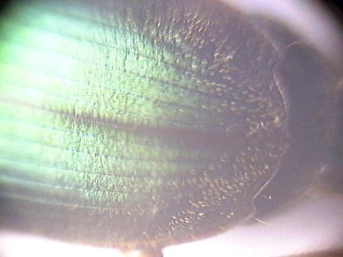 Réf. 64 373 : Harpalus affinis