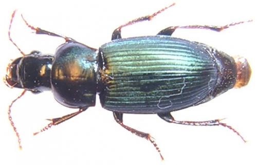 Réf. 64 370 : Harpalus sp.