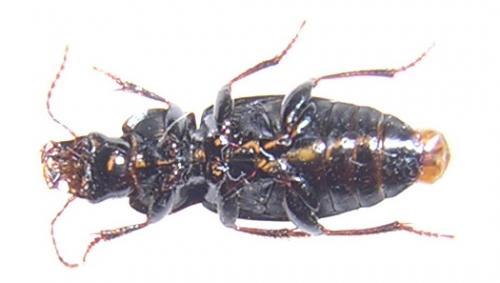 Réf. 64 371 : Harpalus sp.