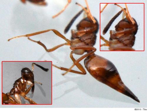 Dipara sp.