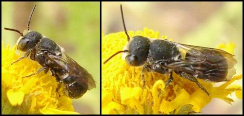 Heriades sp.