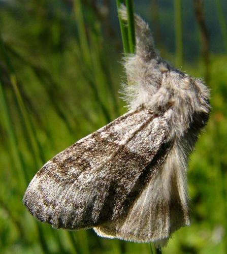 Réf. 64 256 : Calliteara pudibunda