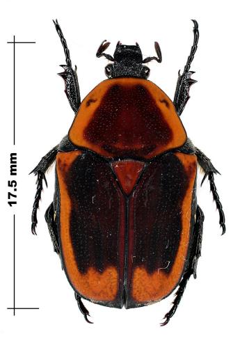 Heterotephraea arborescens