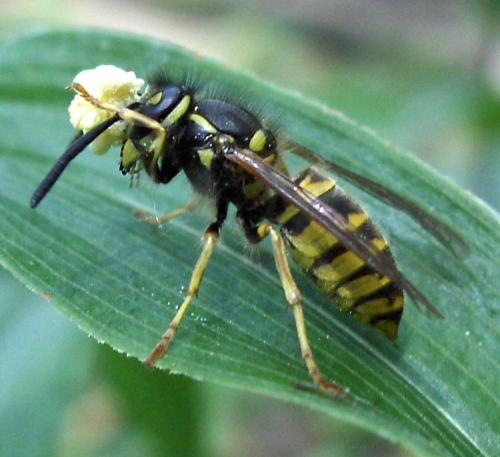 Vespula vulgaris