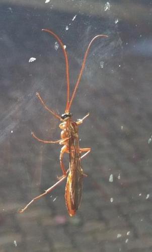 Réf. 64 685 : Ophioninae inconnu