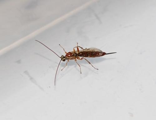 Réf. 64 316 : Tromatobia lineatoria