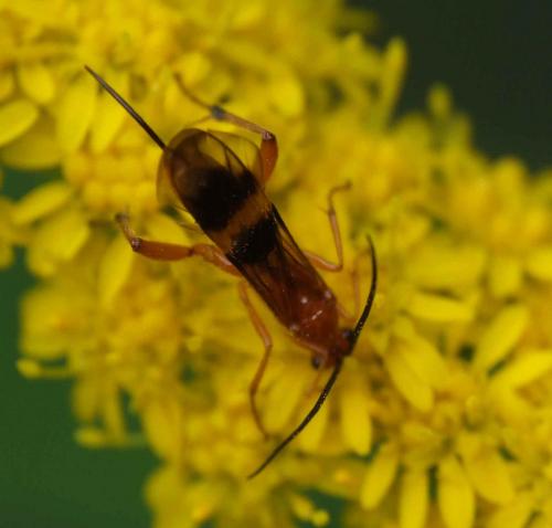 Réf. 64 350 : Cremnops desertor