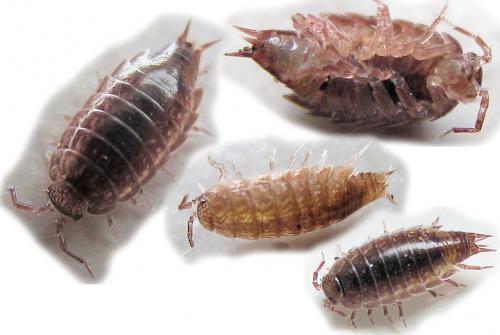 Trichoniscus sp.