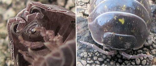Armadillidium vulgare