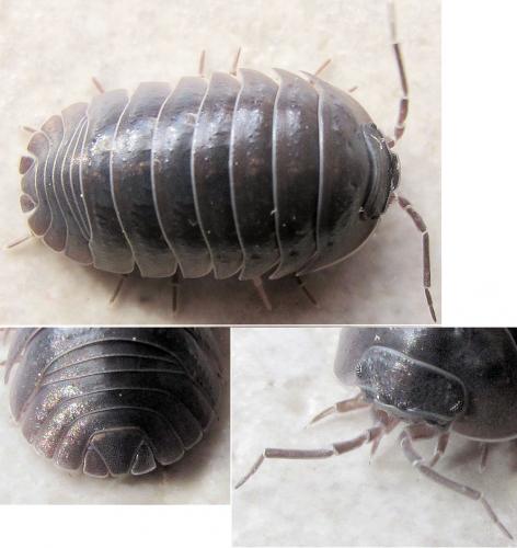 Armadillidium depressum