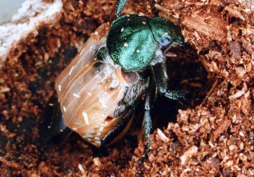 Gnorimus nobilis
