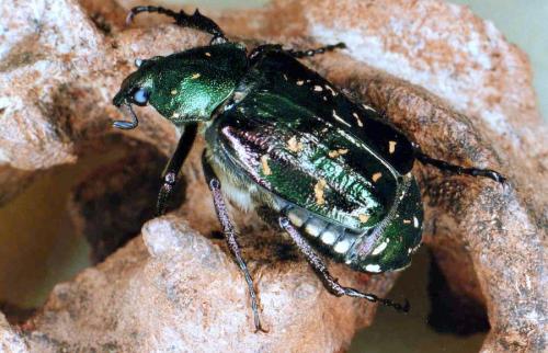 Gnorimus nobilis
