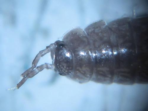 Trichoniscus sp.