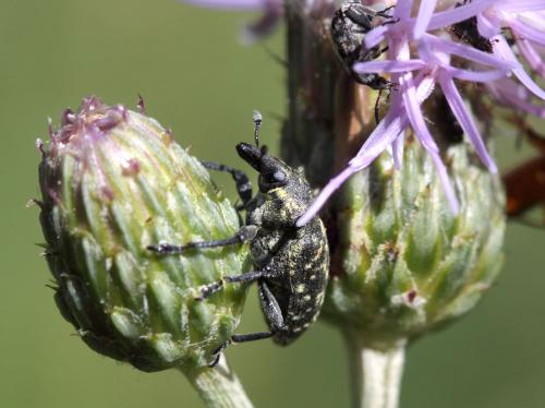 Larinus turbinatus