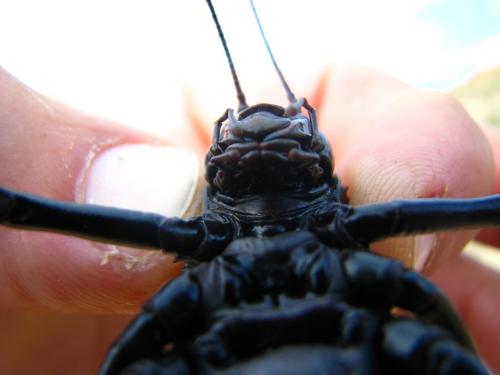 Réf. 64 806 : Eugaster sp.