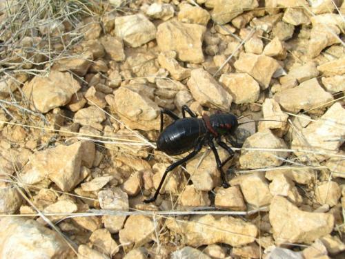 Réf. 64 808 : Eugaster sp.