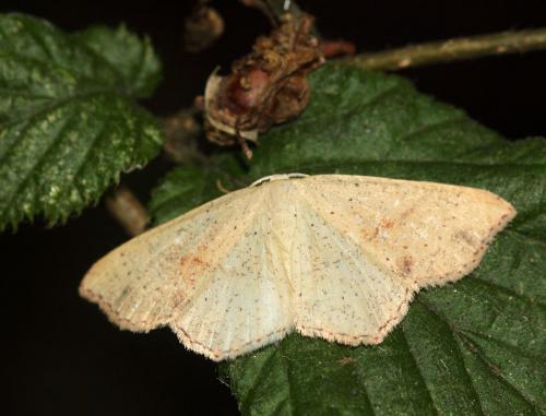 Réf. 64 541 : Cyclophora punctaria